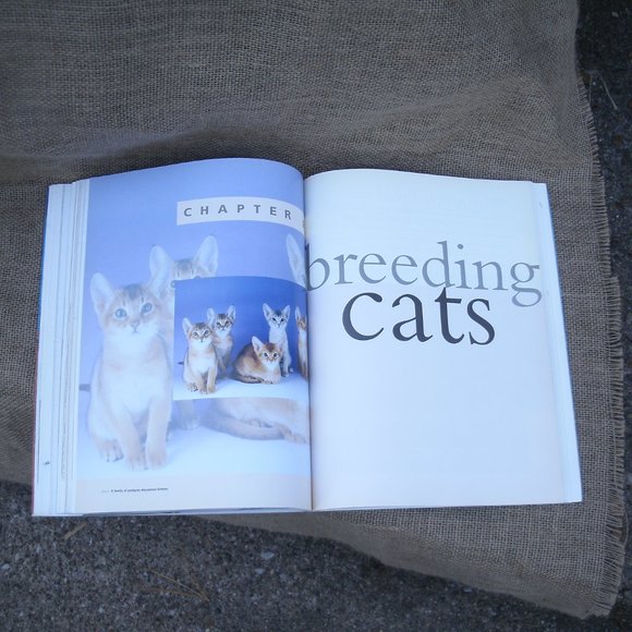 The Kingdom of the Cat by Roni Jay - Picture 12 of 16